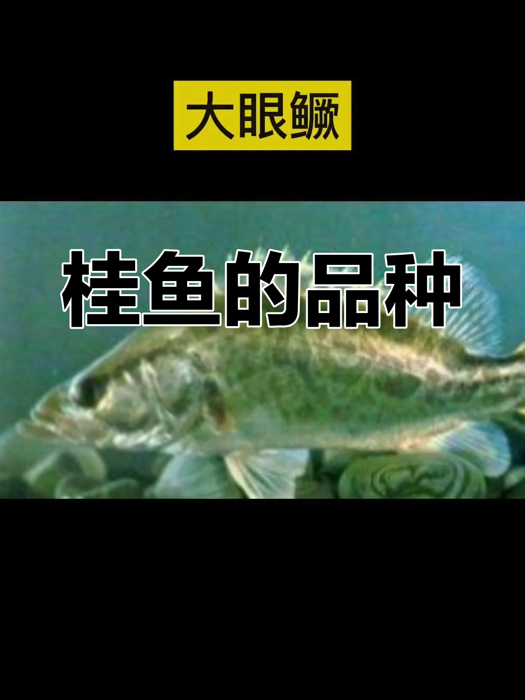 鳜鱼种类大揭秘