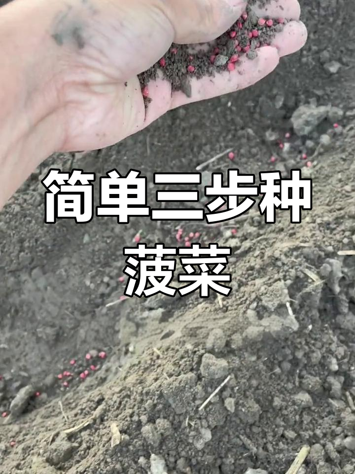 三步轻松种菠菜,快速出芽长势好