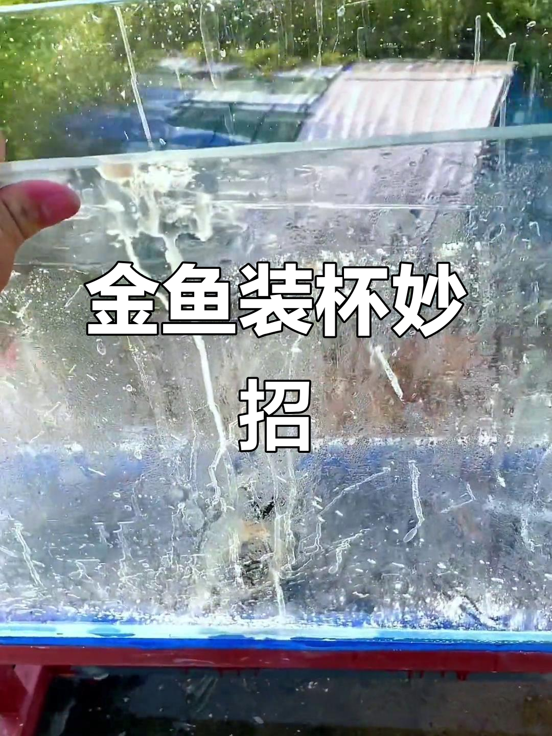 兰寿金鱼装杯神器,轻松搞定!