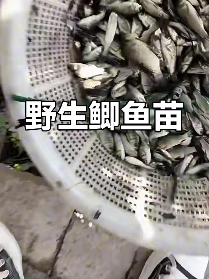 野生鲫鱼苗的美丽身影,看这灵动的小生命
