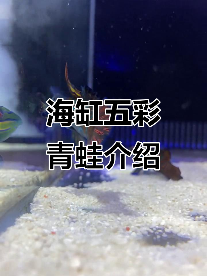 五彩青蛙:海缸中的捕食小能手,你养了吗?