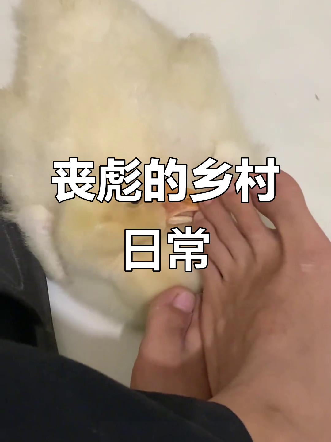 小鹅丧彪的乡村生活:洗澡、吃菜叶,萌态十足