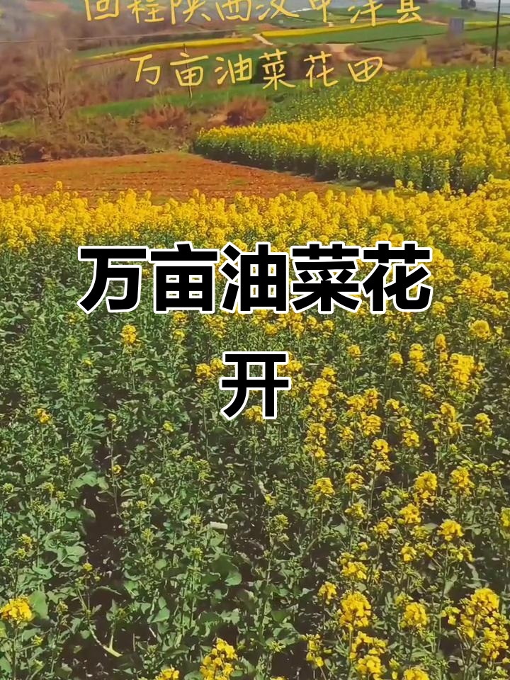 2025年秦岭汉中洋县油菜花田盛景