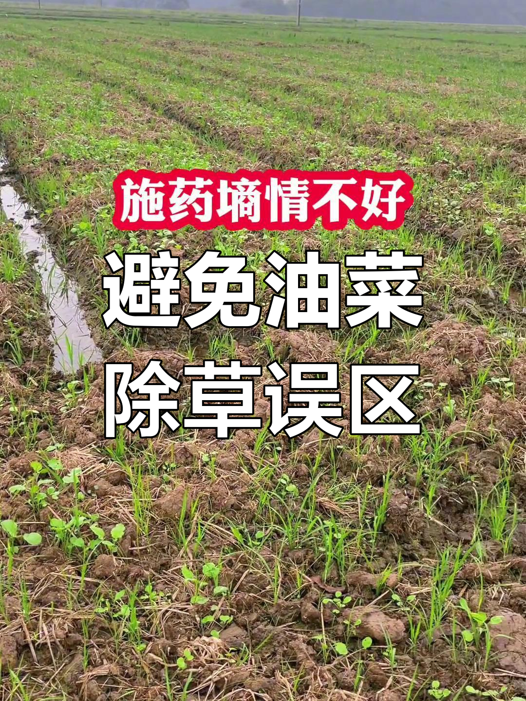 油菜除草药害原因分析