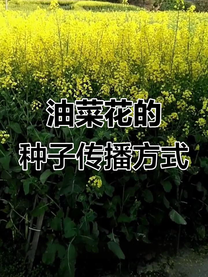 油菜花如何通过弹力传播种子?揭秘自然界的奇妙机制