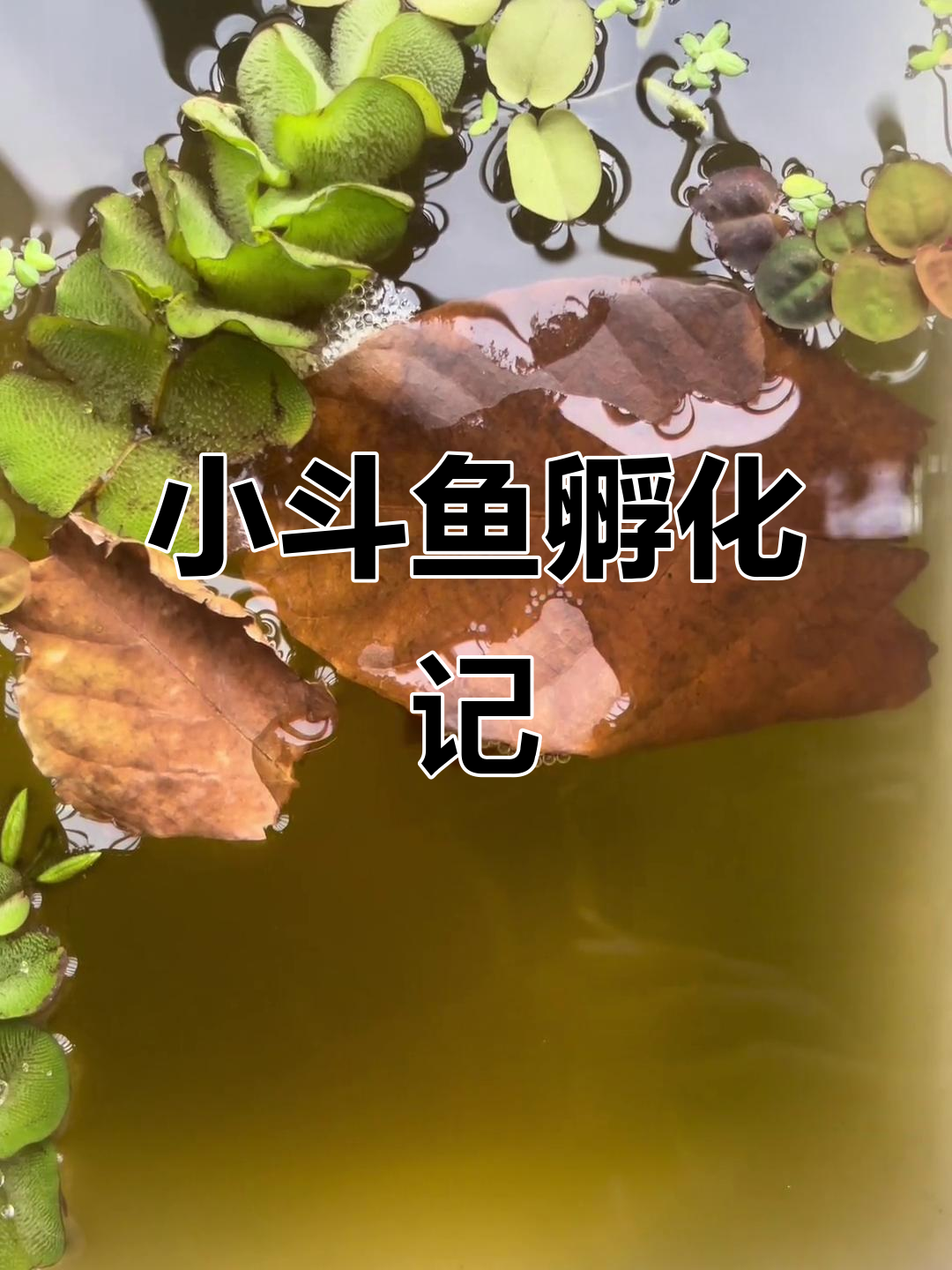 斗鱼繁殖全过程:从吐泡泡到小斗鱼的成长