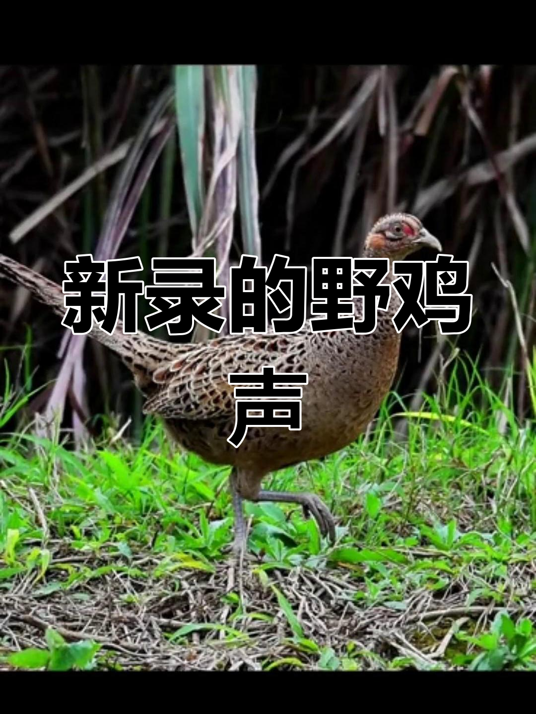 纯母野鸡叫声录制