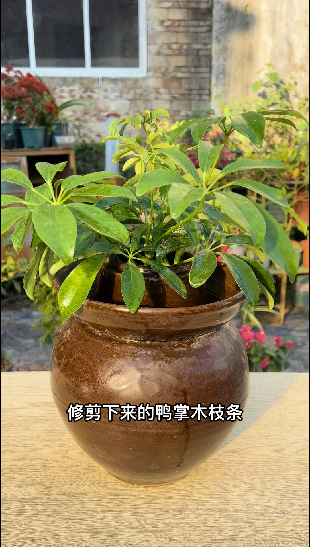 扦插鸭掌木,试试这个方法