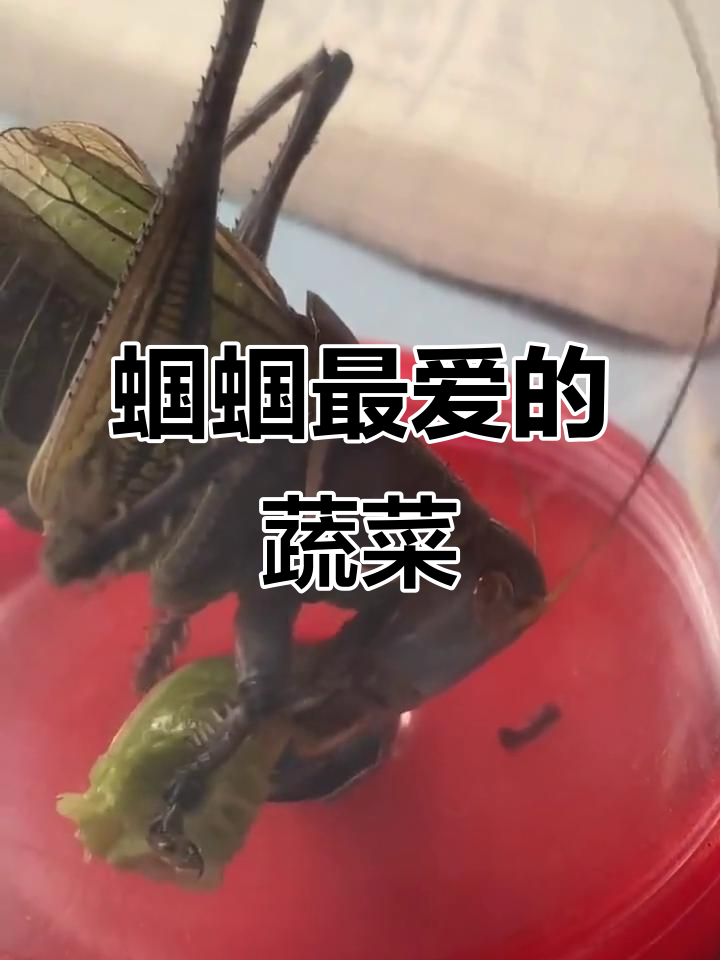 蝈蝈最爱吃什么蔬菜?胡萝卜、豆角等营养全解析