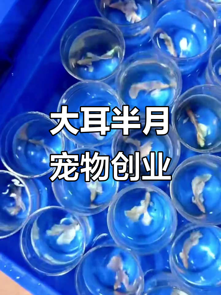 泰国斗鱼萌宠出道,大耳半月挑战热门