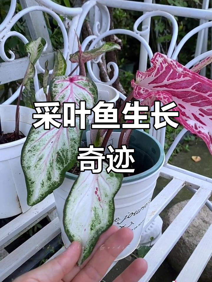 种植挑战成功!从叶子到花絮,采叶鱼带来惊喜