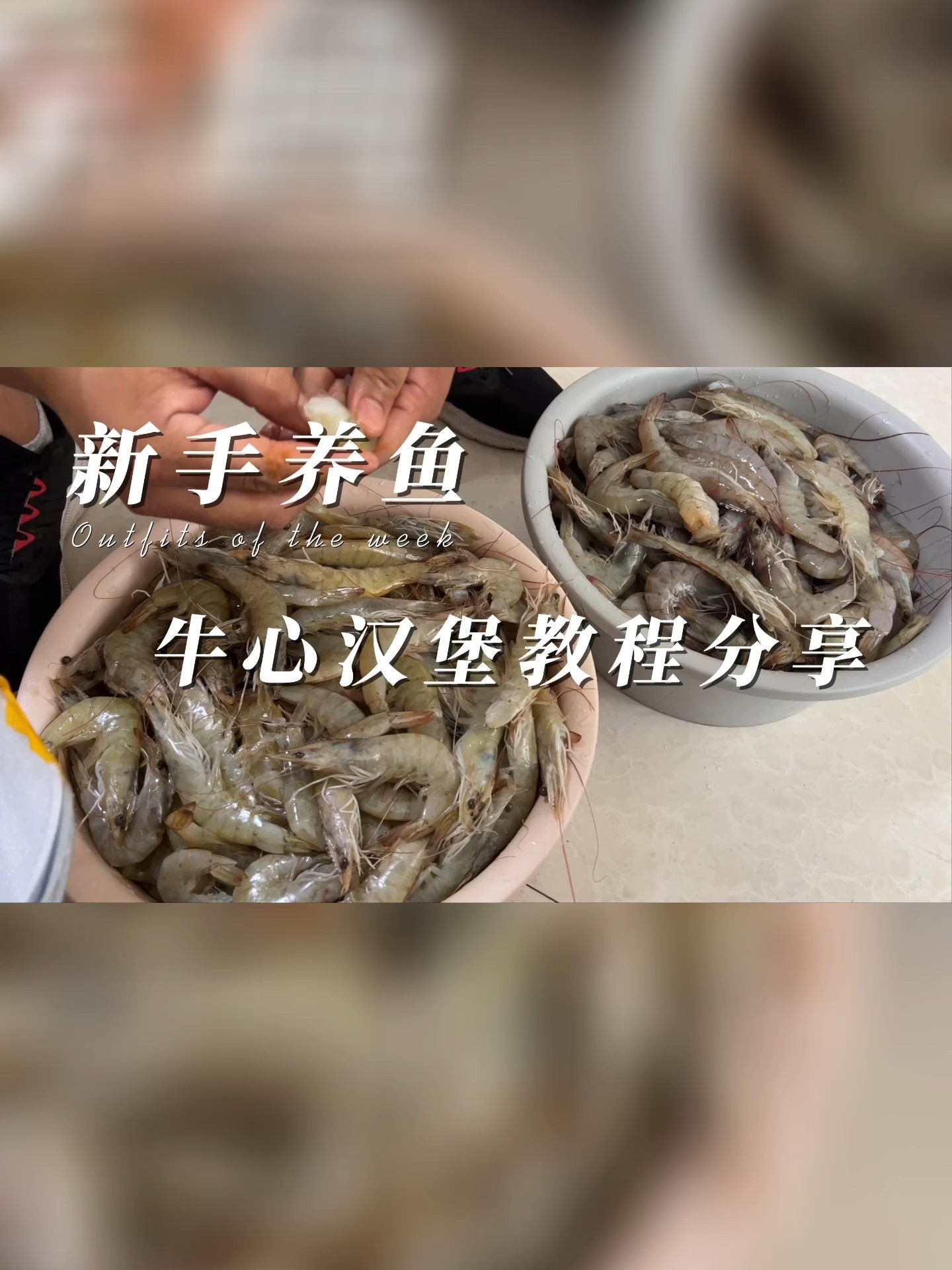 新手养鱼牛心汉堡教程分享,视频最后附配方