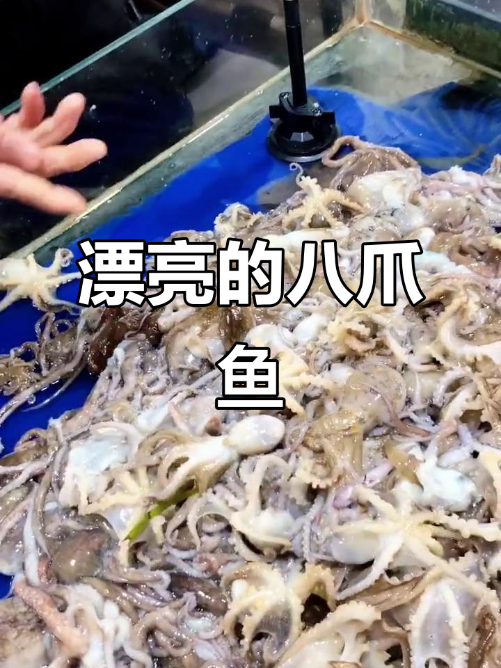 八爪鱼真可爱,短腿长腿都美丽