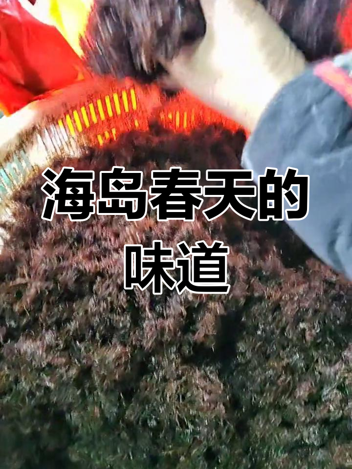 春天海岛的鲜嫩牛毛菜,汤羹凉拌都好吃