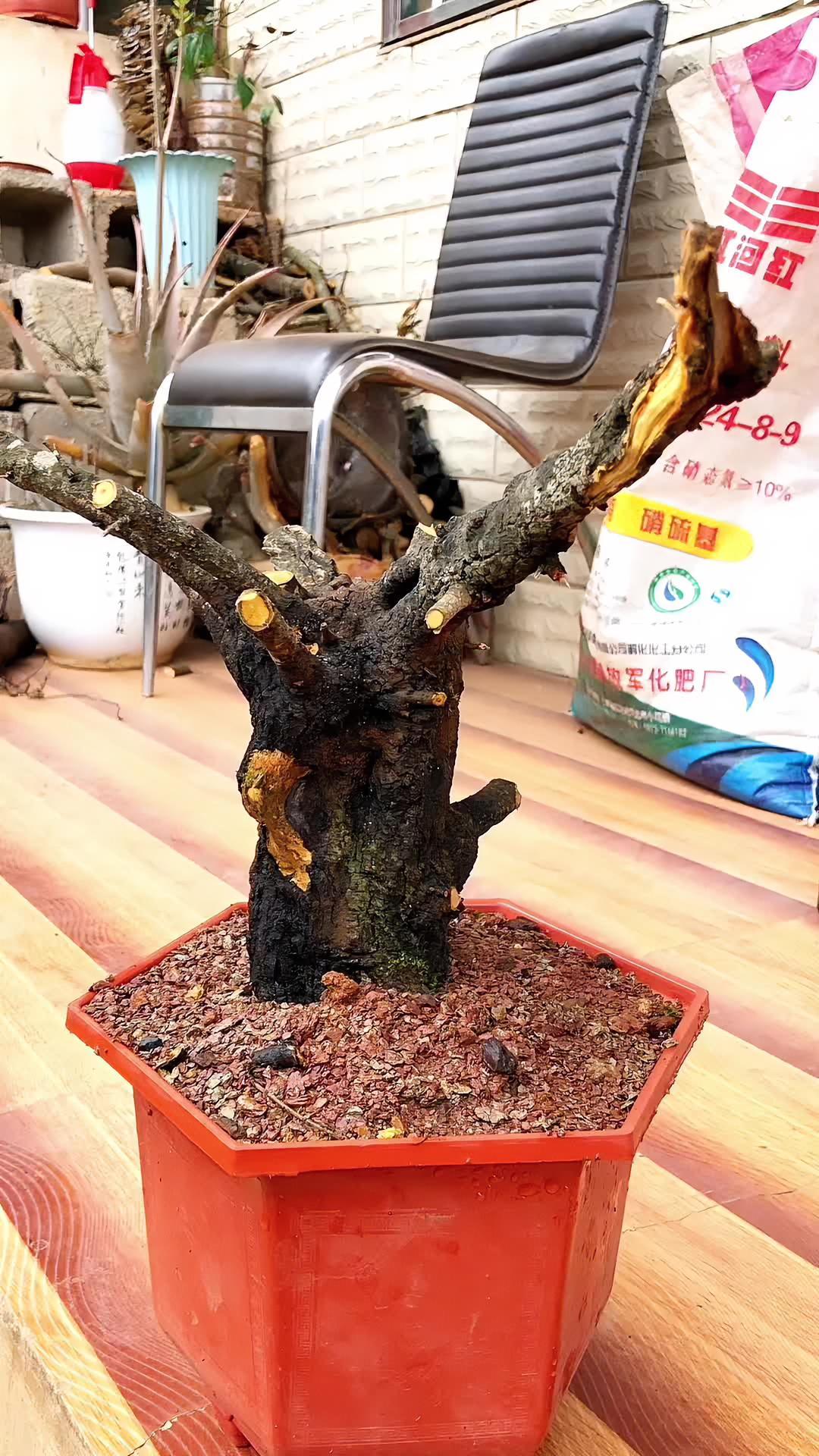 这盆景素材像极了“三哥”地方的猴面包树,云南曲靖铁马鞭不愧为云南网红热门盆景素材,云南曲靖