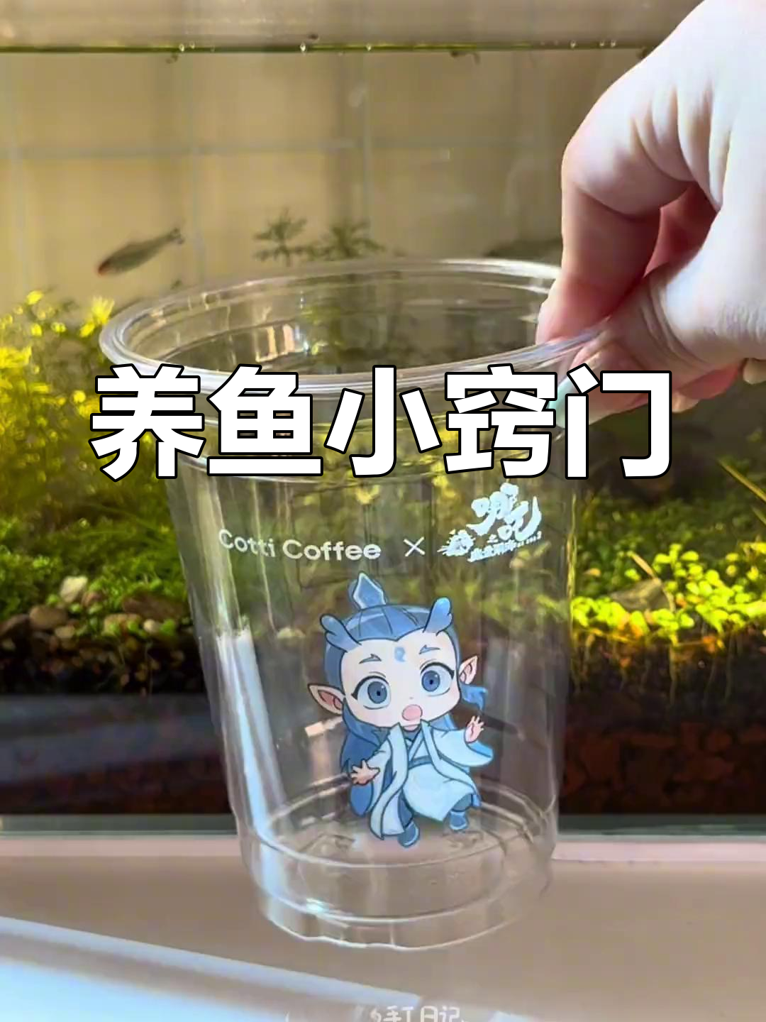 感谢你,奶茶杯养鱼虽有趣,但尺寸合适才是关键