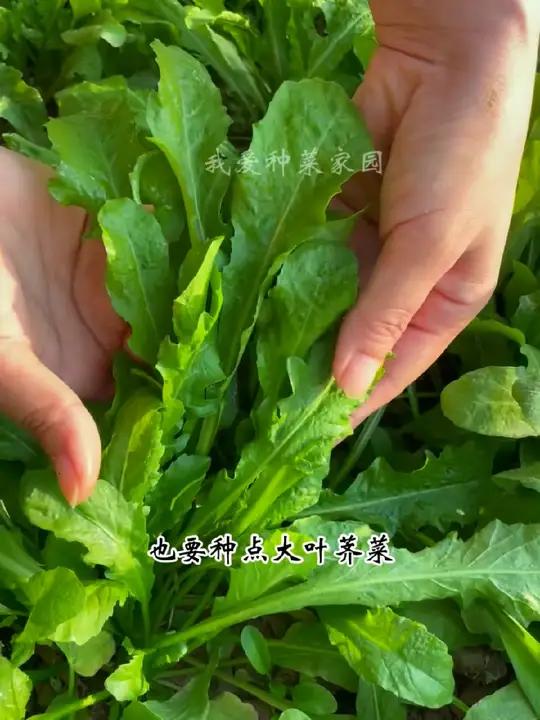 荠菜秋天种,长得快口感嫩 蔬菜种子 我的小菜园 田园生活 荠菜
