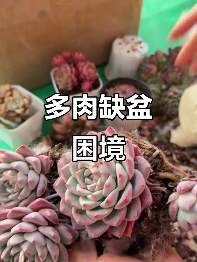 几块钱的老桩多肉,盆子却成了难题!明天得去捡破烂了