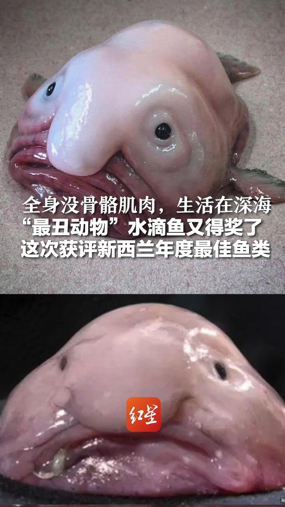 全身没骨骼肌肉,生活在深海 “最丑动物”水滴鱼又得奖了 这次获评新西兰年度最佳鱼类