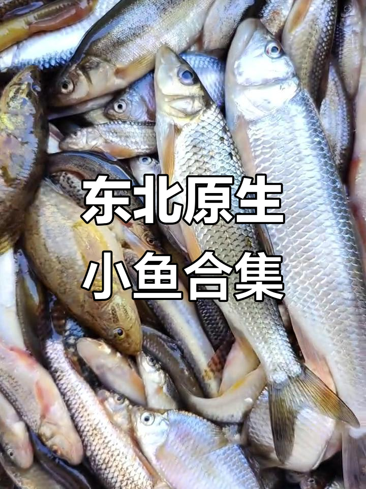 东北野生杂鱼大揭秘,河柳、七星半全都有