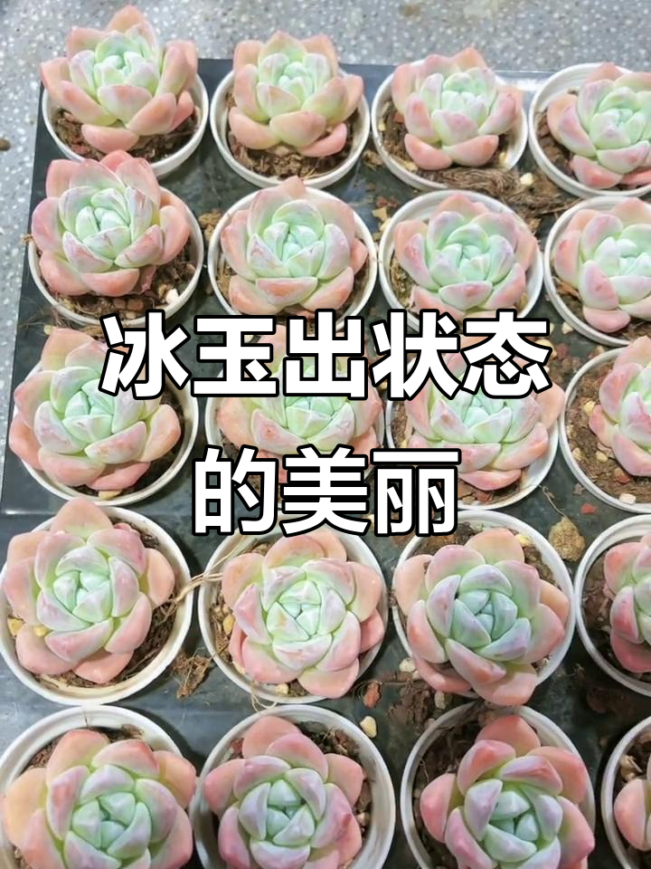冰玉多肉全状态更美,蔚蓝窗户下的微笑幸福
