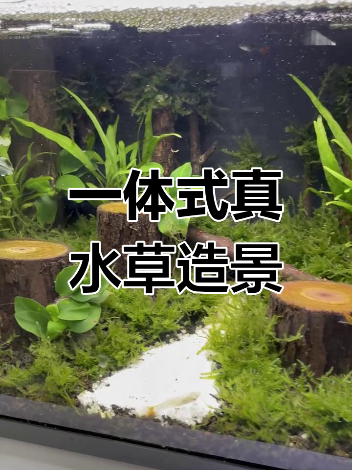 小米鱼缸真水草造景,懒人必备的一体式设计