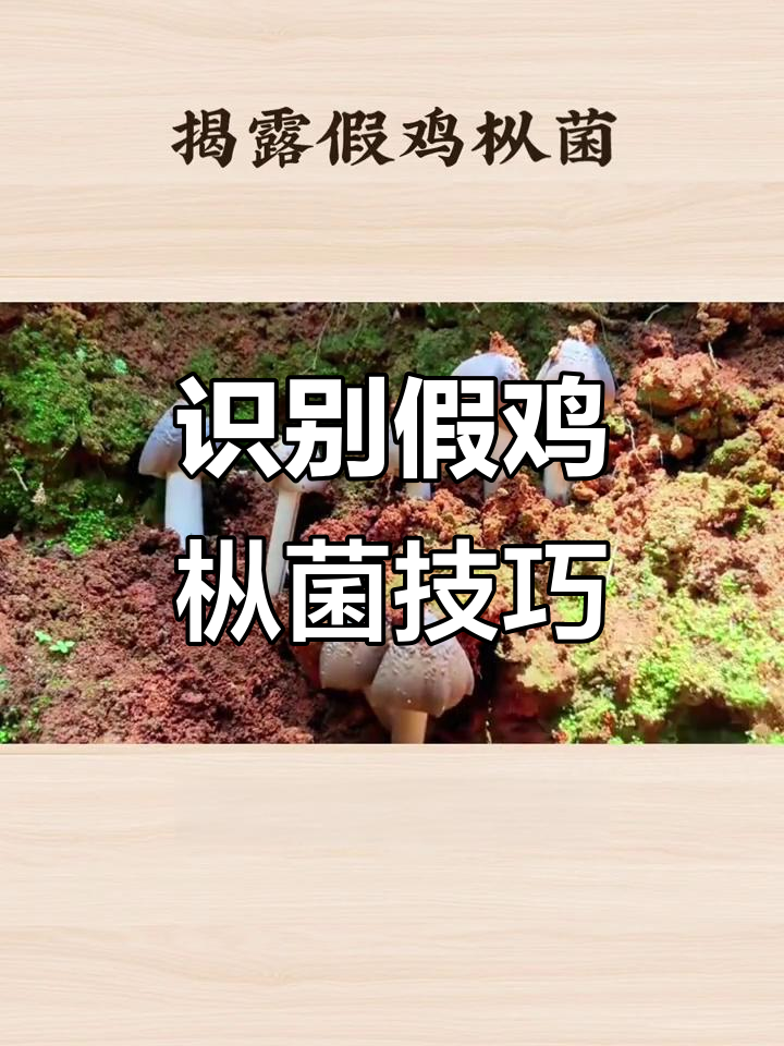 如何辨别真假鸡枞菌?外观、气味全揭秘