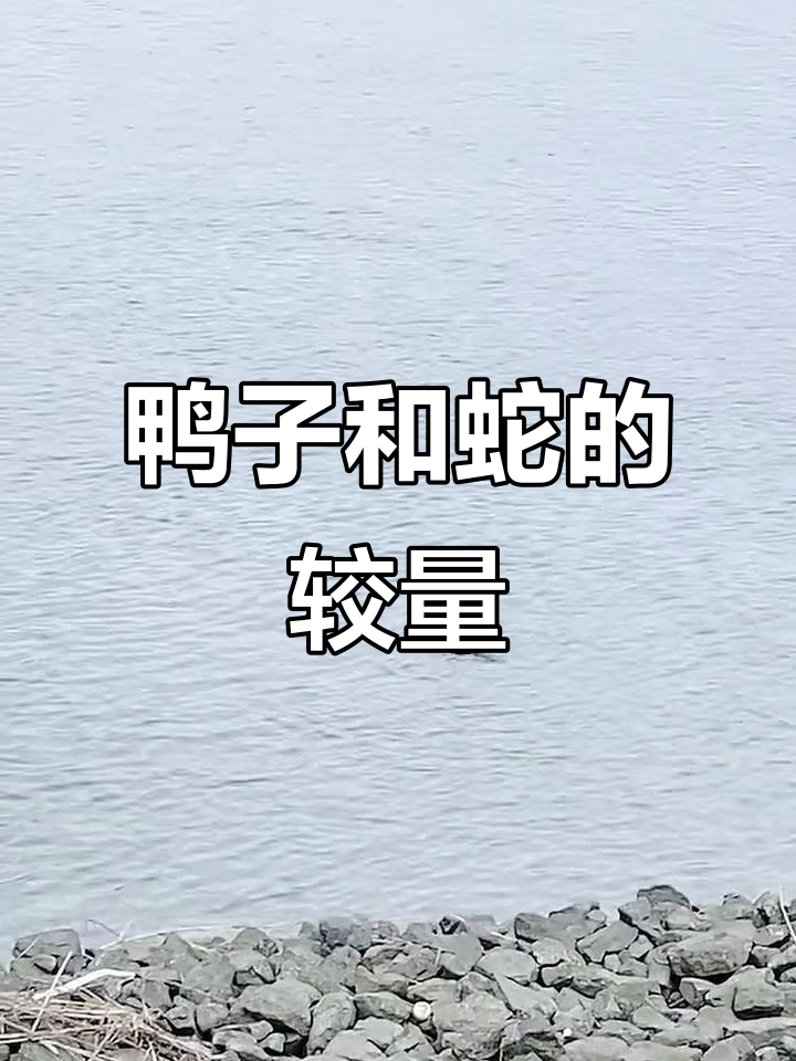 鸭子竟然敢吃蛇,真让人惊讶!