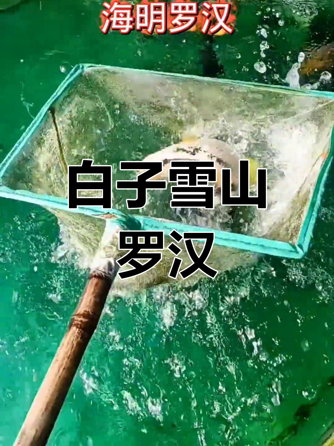 罕见雪山罗汉鱼,白子品种惊艳登场