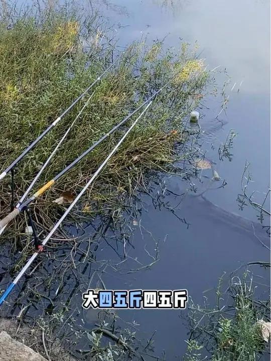 这里的水没干过,有几十斤的大鱼 鲫鱼鲤鱼罗非青鱼草鱼黑鱼都有