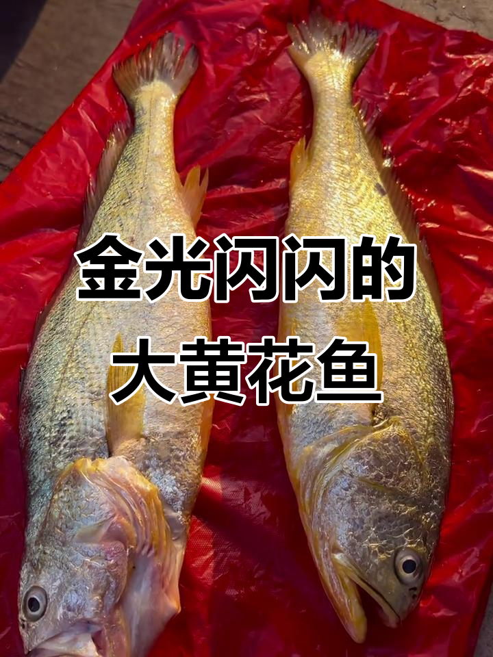野生大黄花鱼闪耀金光,渔民捕捞实拍!