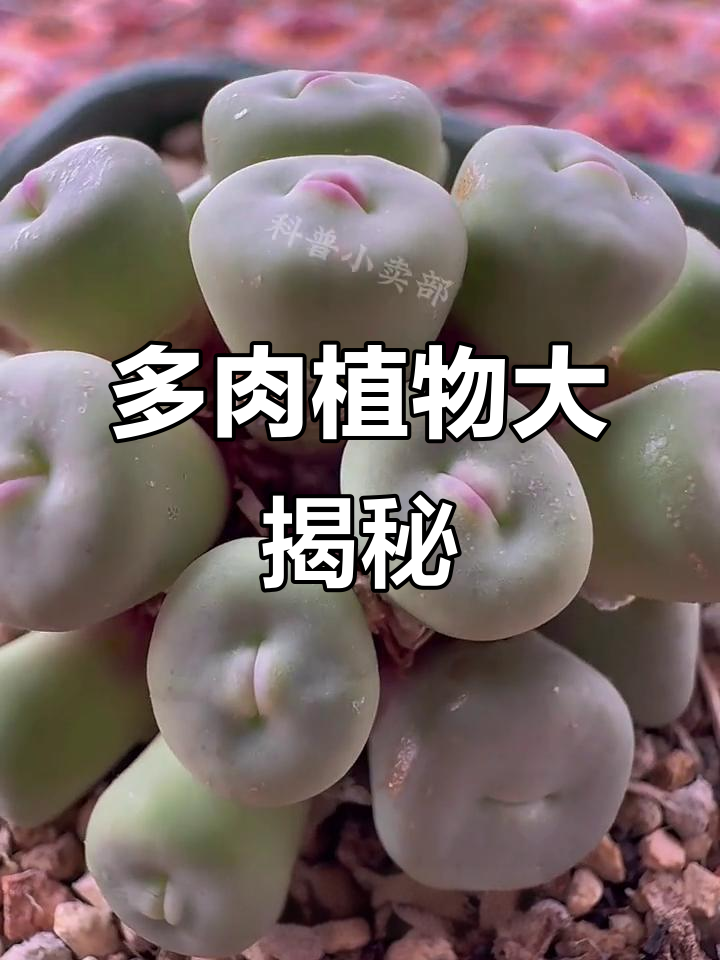 28种常见多肉植物,看看你养过几种?