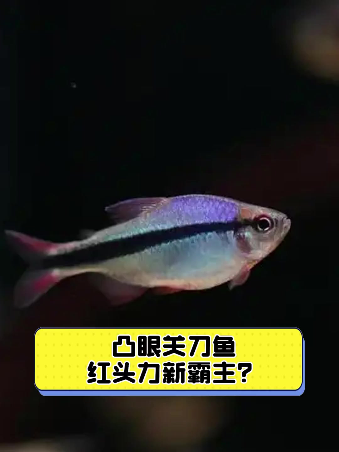 凸眼关刀鱼,红头力新霸主?