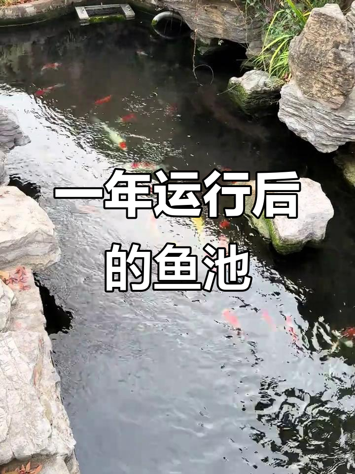 改造鱼池一年效果,水质清澈鱼儿健康