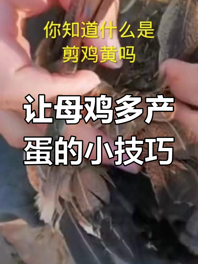 母鸡每天下蛋的秘密:捡鸡黄法