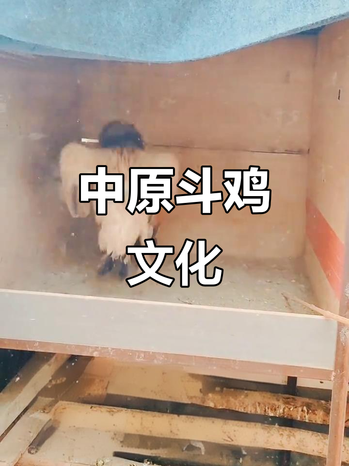 纯中原斗鸡文化,打斗型爱好者必看!