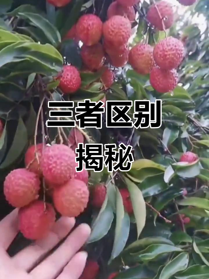 仙进奉、桂味与糯米糍的区别,哪个更胜一筹?