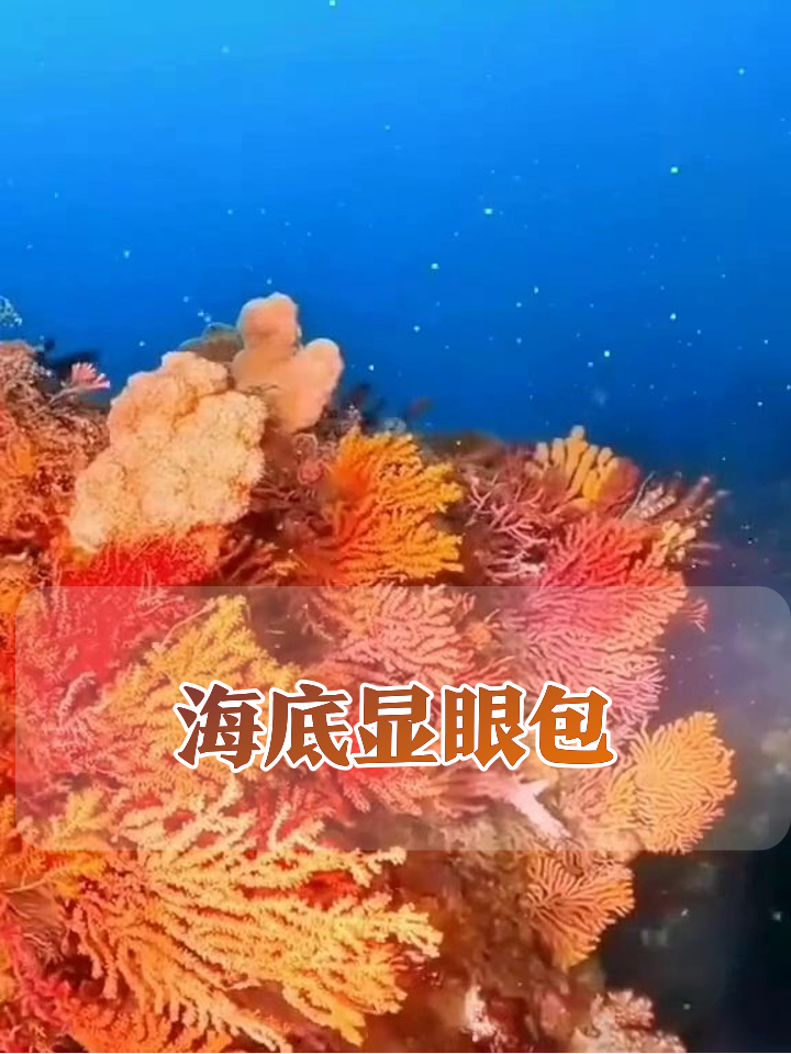 海底生物大赏：鱼群开派对鱿鱼飙车，蝠鲼大佬压轴登场