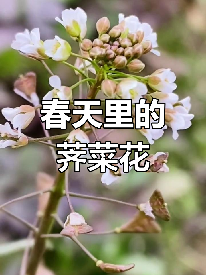 春天的荠菜花,铺满大地
