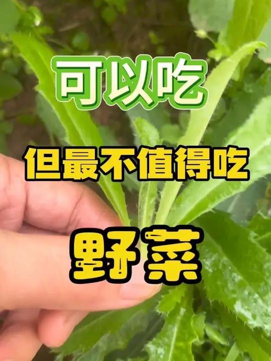 能入口不等于值得吃 别啥野菜都乱挖!能吃是能吃,但营养低、口感差、纯浪费功夫 #野菜#植物