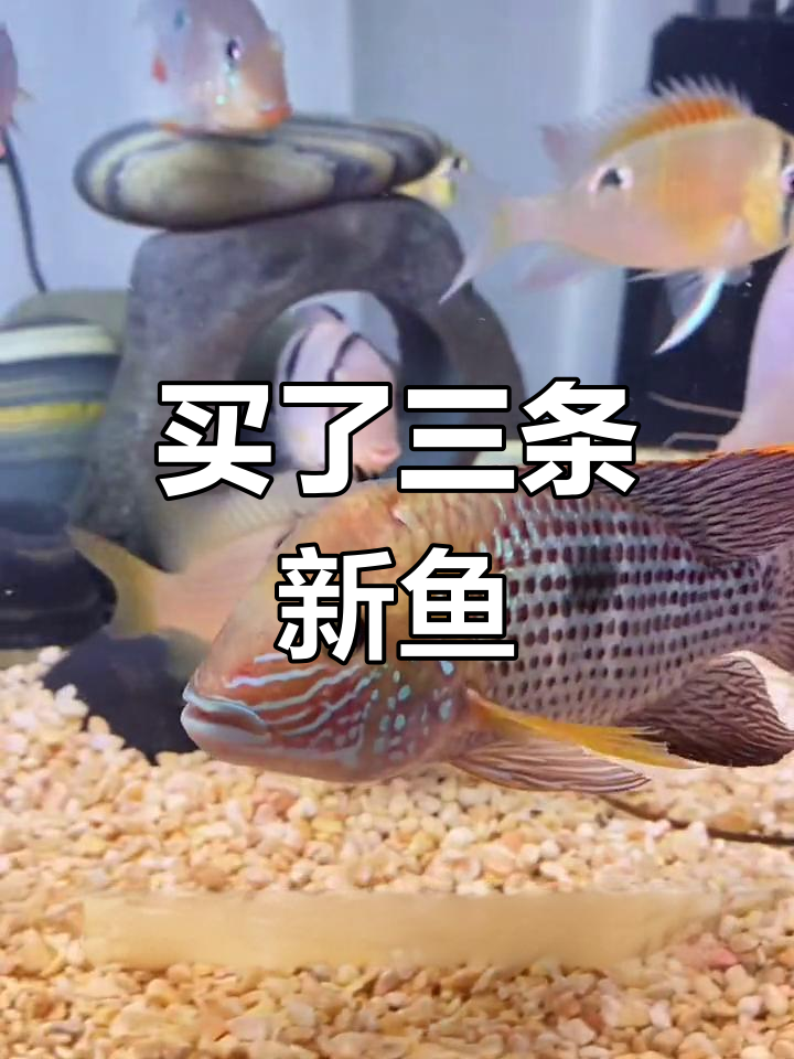 新鱼入缸,元宝黄鹦鹉、招财鱼和哥斯拉齐聚一堂