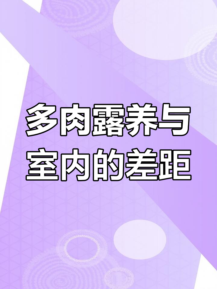 室内外多肉养护大对比,黄丽开花效果惊人