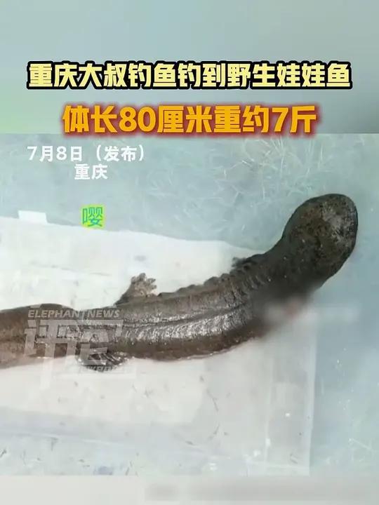 重庆大叔钓鱼钓到野生娃娃鱼,体长80厘米重约7斤
