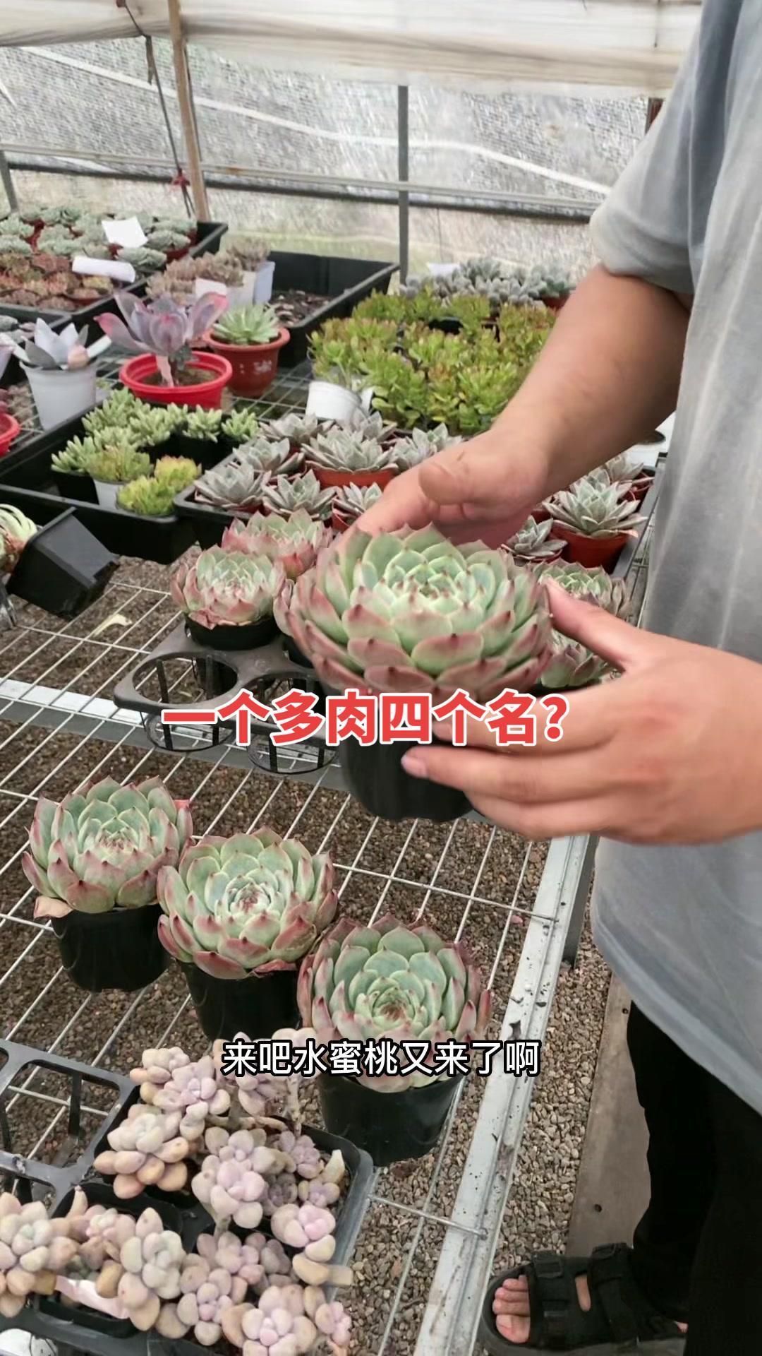 一个多肉四个名字,你认为哪个更好听?多肉植物 肉肉的世界