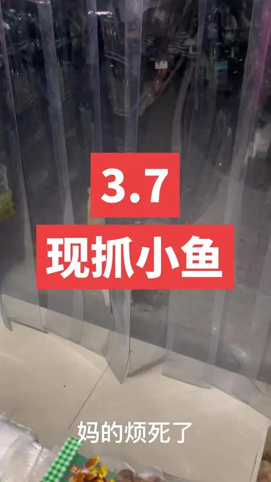 今天抓的小鱼给猫哥补充蛋白质,可怜的猫哥被他女朋友咋弄于鼓掌  萌宠 萌宠出道计划 猫咪 