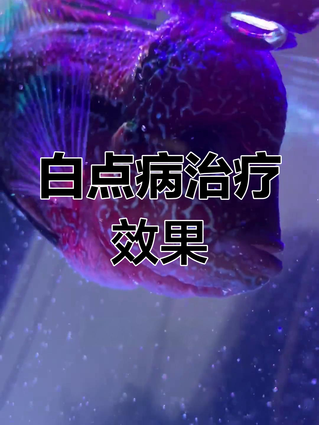 罗汉鱼白点病治疗,效果待观察