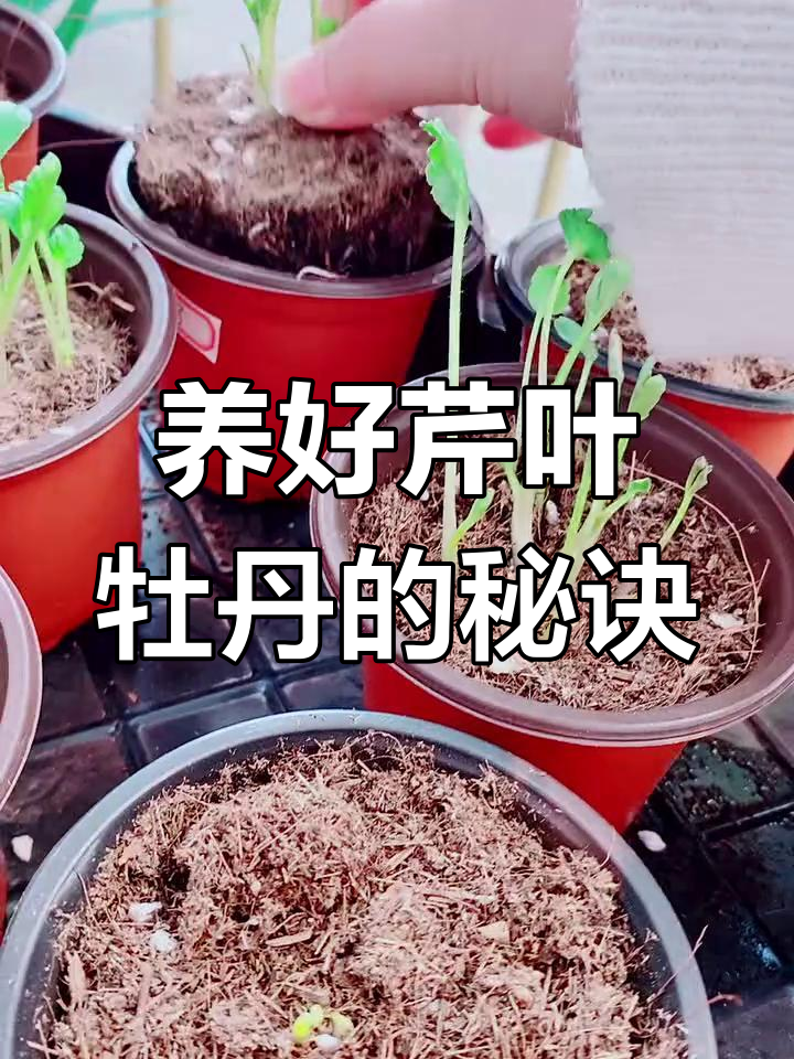 芹叶牡丹养护全攻略:从温度到开花技巧一网打尽