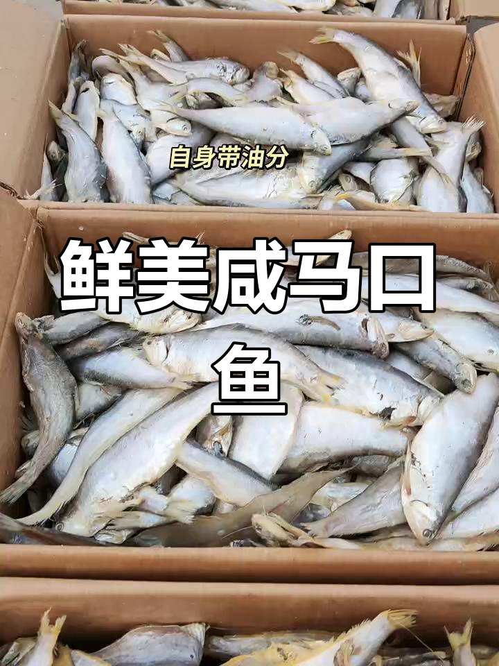 渤海湾新鲜咸马口鱼,油扣黄鲫子腌制晾晒美味十足