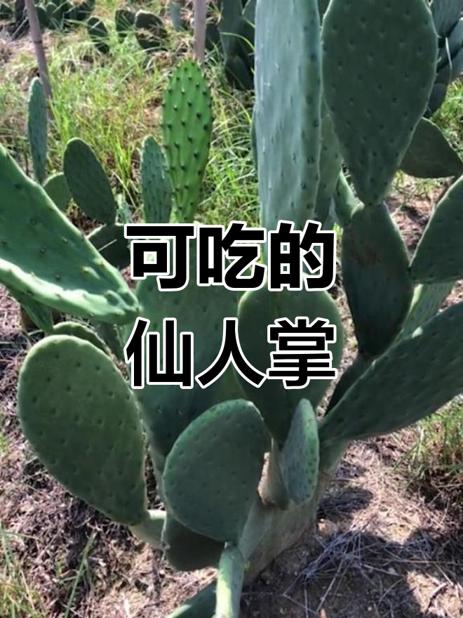 仙人掌也能吃?米邦塔叶片厚实,开花结果超惊艳