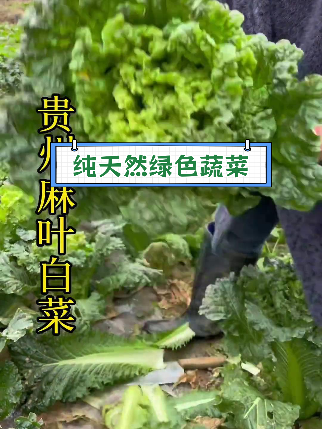 贵州麻叶白菜,火锅炒菜都好吃
